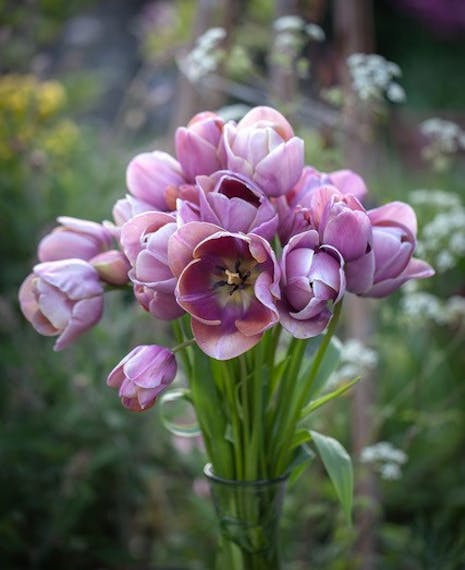 mutiflowered bluey grey tulip