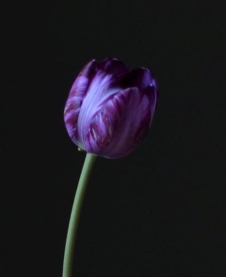 blackcurrant and cream striped tulip