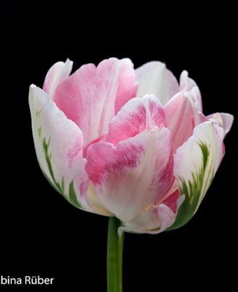 pink and white peony tulip