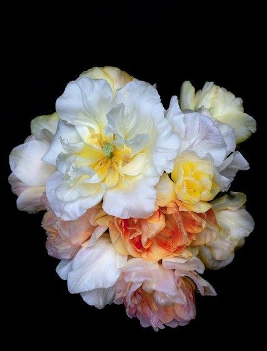 blowsy tulip flowers in the colours of silk and satin