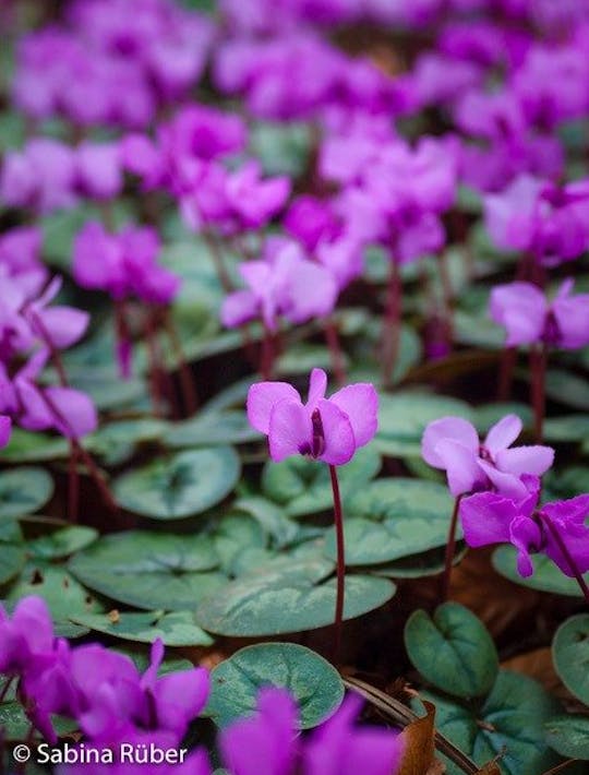 pink cyclamen flowering in spring like a pink carpet