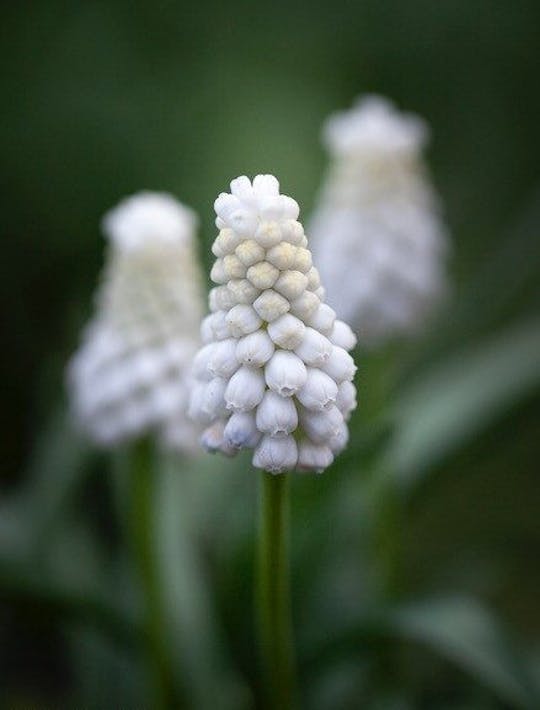 white grape hyacinth with a tiny touch of blue at the base
