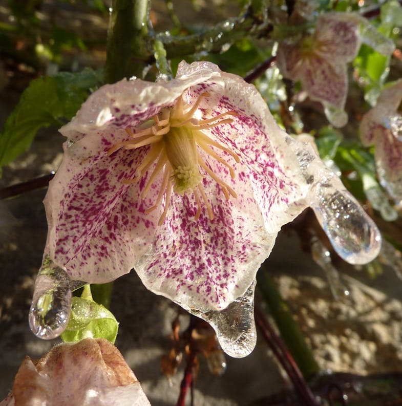 clematis with freckles