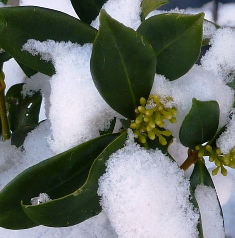 skimmia with green flowers