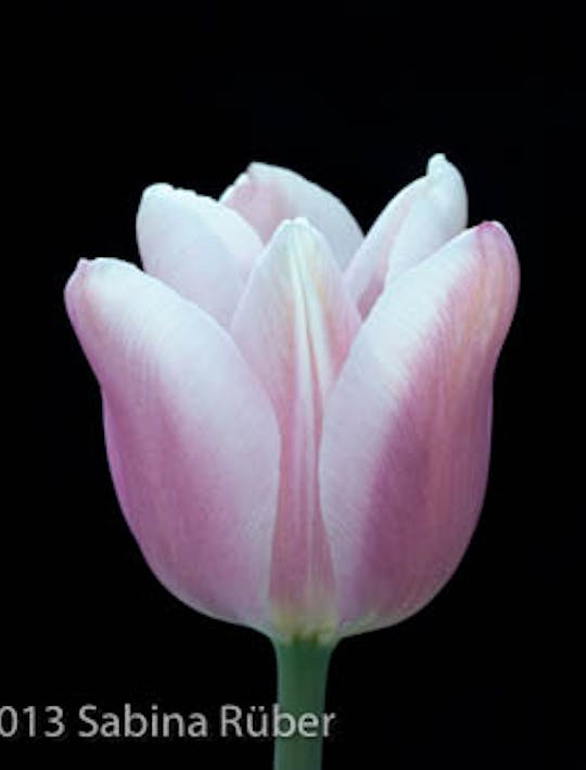 palest pink tulip