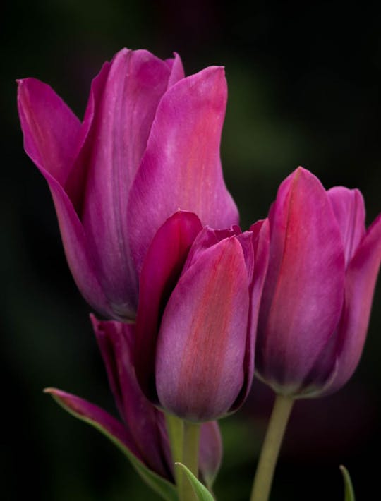 multi headed purple tulip