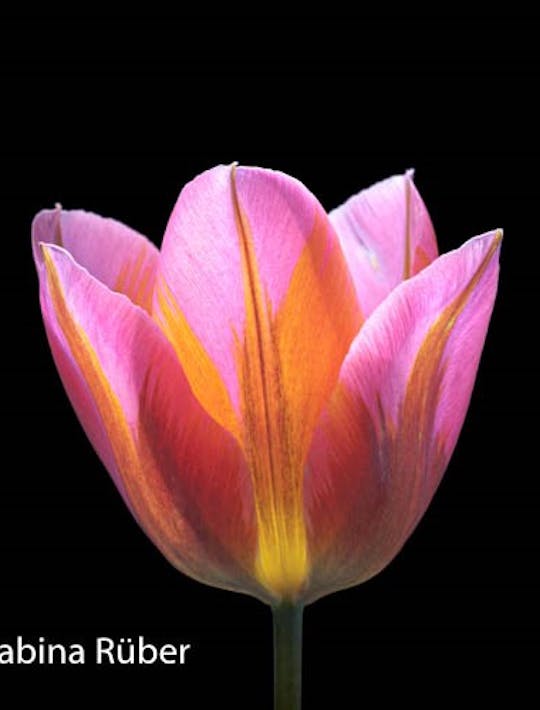 pink and orange marked short tulip