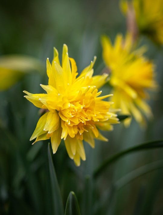 a bright yellow frilly flowered miniature narcissi like a child has drawn it