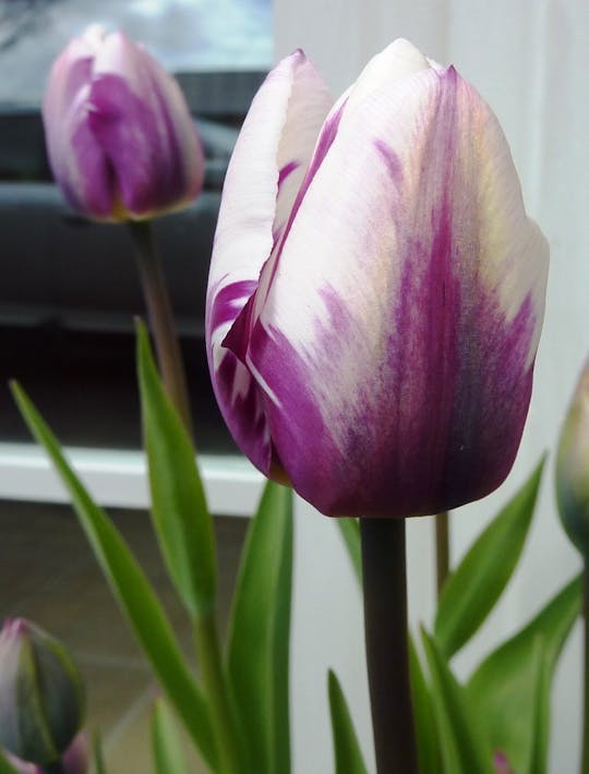 purple and white striped tulip