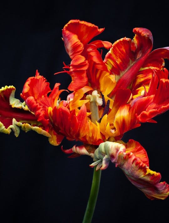 parrot narcissi in oragnes and yellows truly bonkers!