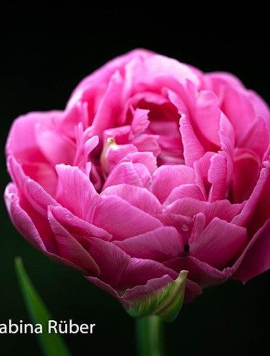 deep pink peony tulip