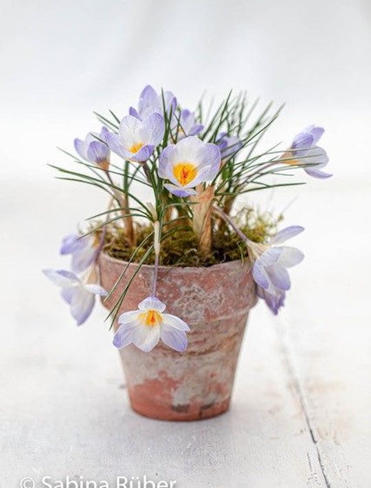 pale blue crocus
