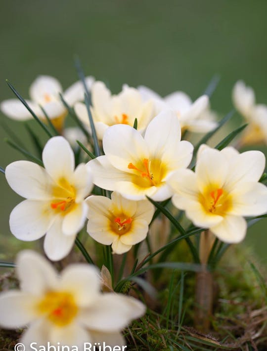 creamy yellow crocus