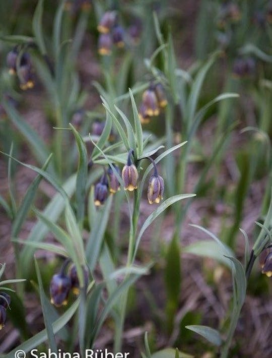 nodding purple bells with yellow rims