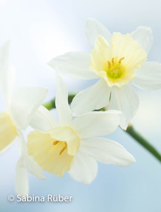 pale cream multi-headednarcissi with a yellow trumpet