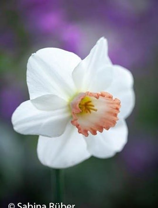 white narcissus with pink frilled trumpet