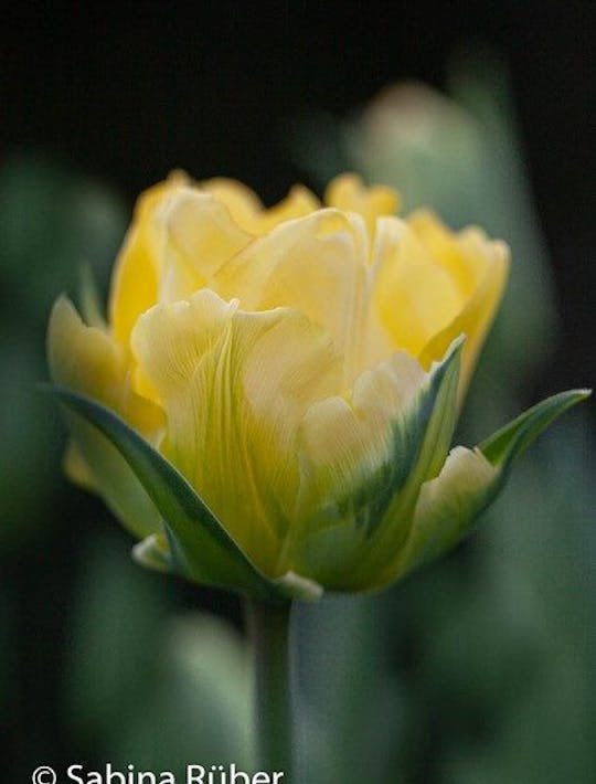buttery yellow peony tulip
