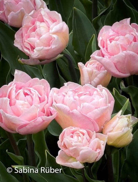 pale pink tulip