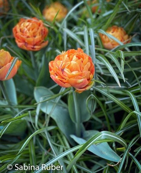 orange double peony tulip