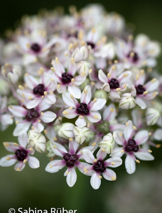 silver allium with purple centres