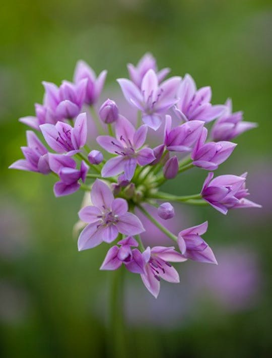 lilac small allium flower