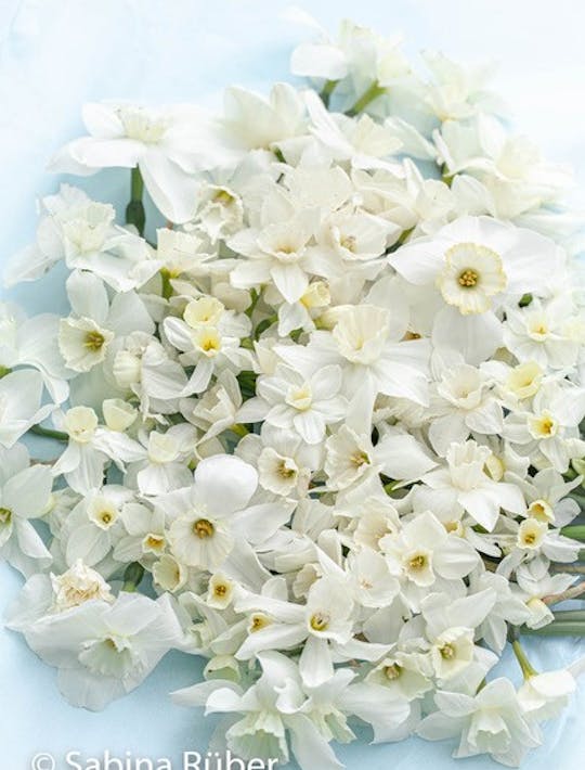 flowers of of pure white narcissi scattered