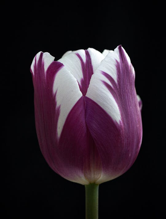purple and white tulipm like blackcurrant ripple ice cream