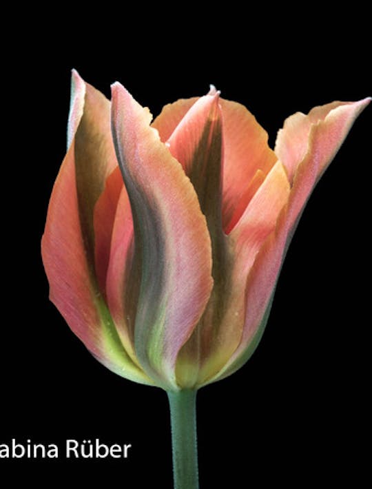 pale orange and green tulip