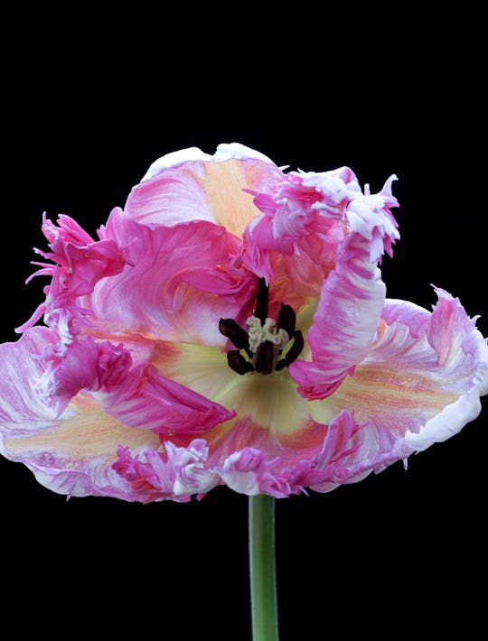 pink and white frilled parrot tulip