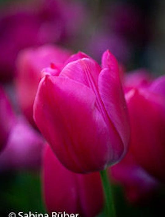 pink and lilac tulip