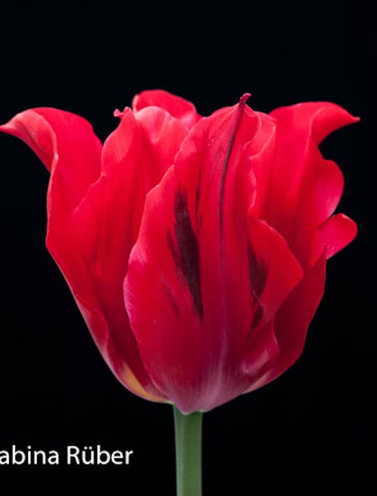 beautiful red lily flowered tulip