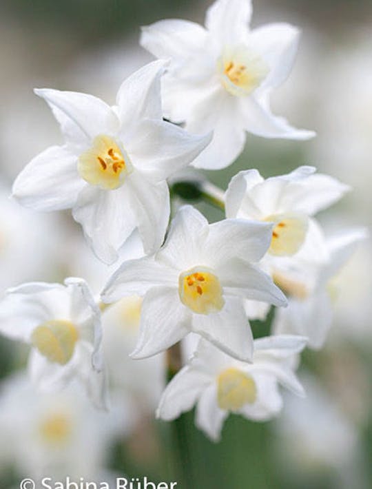 many flowers on a single stem delicate white narcissi