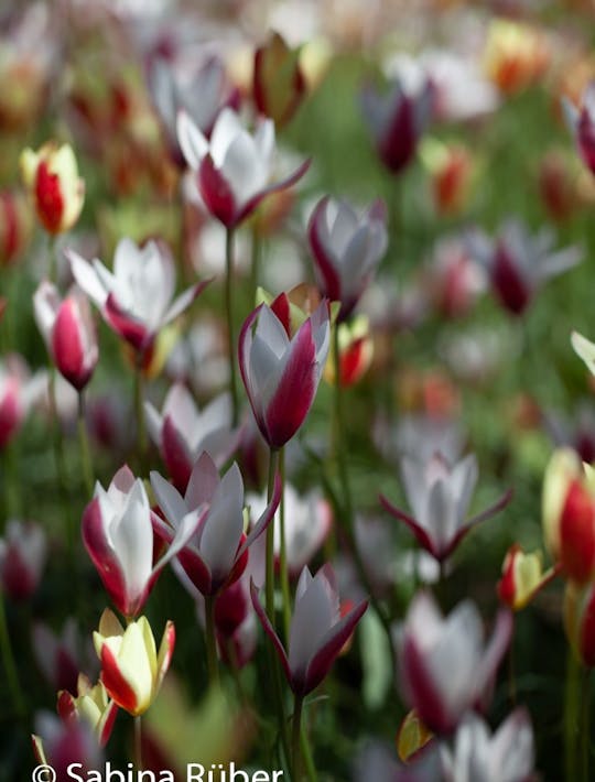 white flowers with a red back pi diminutive lily flowered tulips
