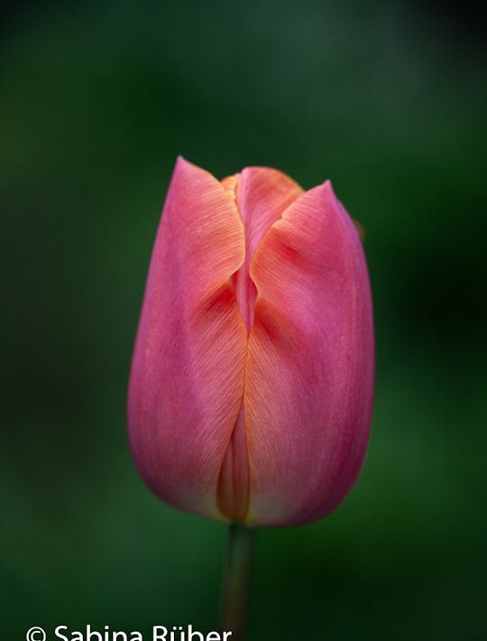 pink and orange classic tulip