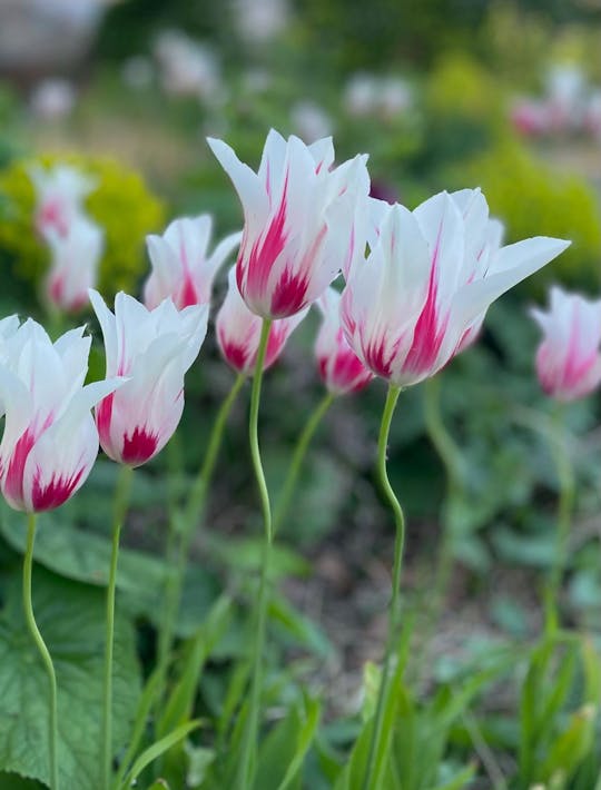 graceful lily flowered white tulips with a red streak