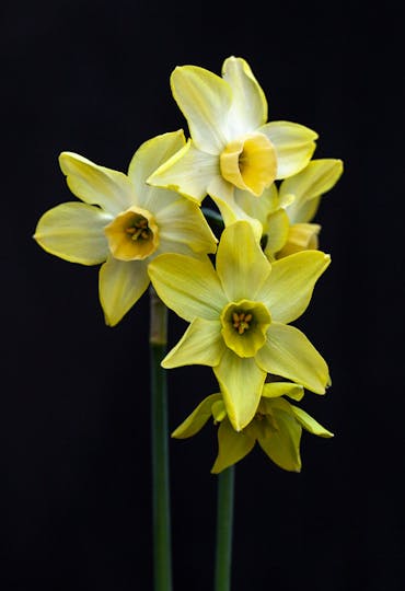 yellow green narcissi