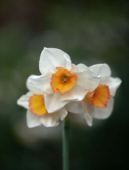 cream narcissi with an orange trumpet