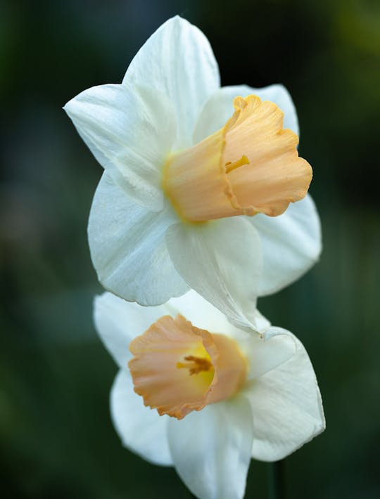 cream narcissi with tangerine trumpet