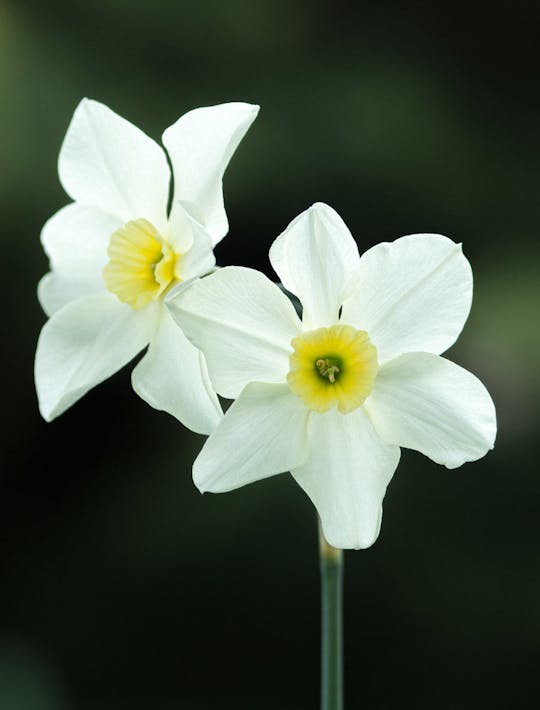 miniature narcissi with cream flowers and lemon trumpet