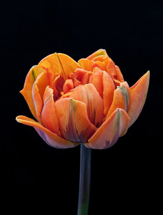 peony orange tulip