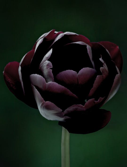 deepest black peony tulip