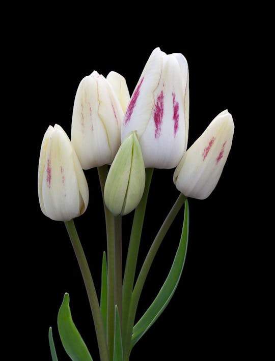multiheaded tulip with pink splashes