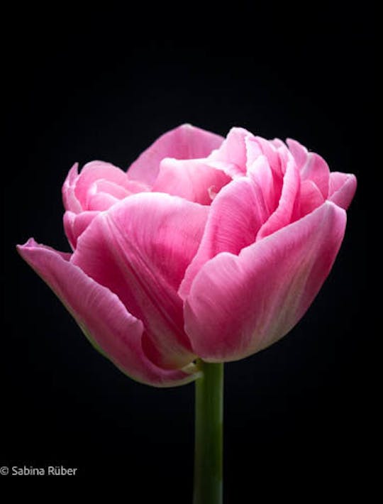 peony pink tulip with white streaks through the flower