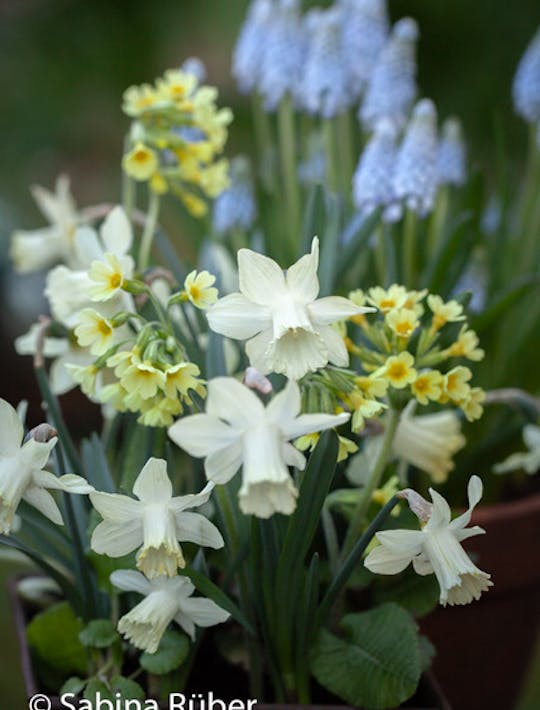 white miniature narcissi