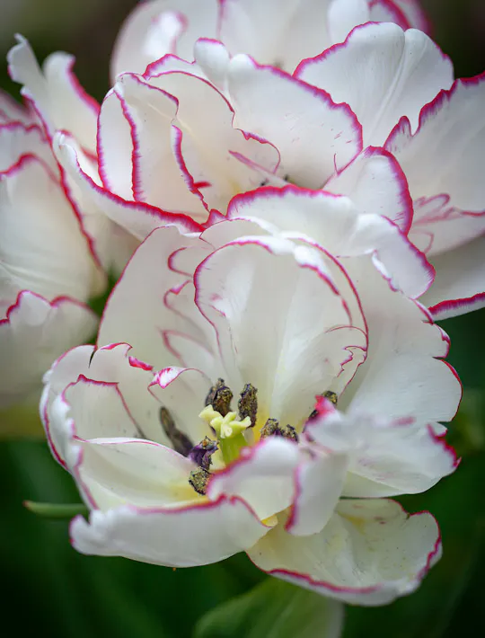 peony flowered tulip in pure white with carmine edging