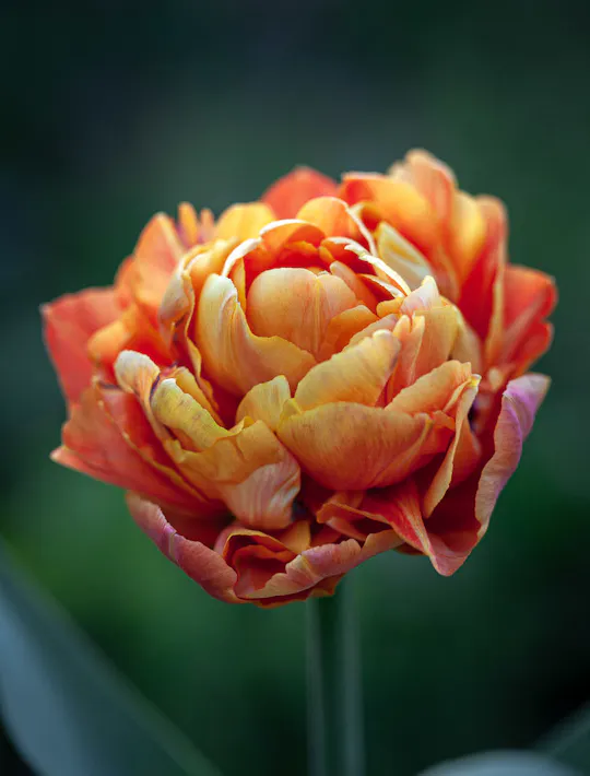double orange peony tulip with yellow tones