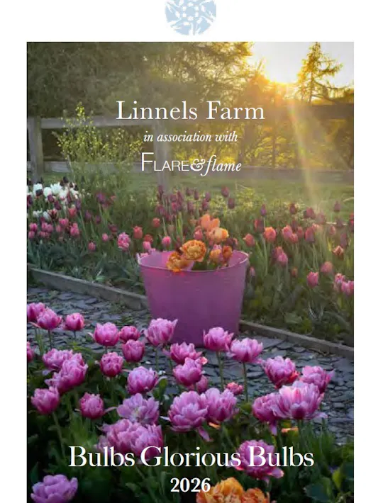 linnels farm bulb catlogue with image of pink tulips in late afternoon light